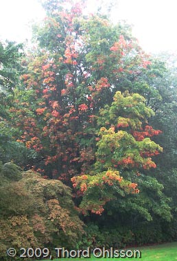 Acer saccharum 